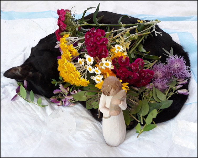 Zoe black cat in state with flowers 